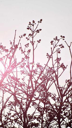 吊瓜图片怎么吃截图1