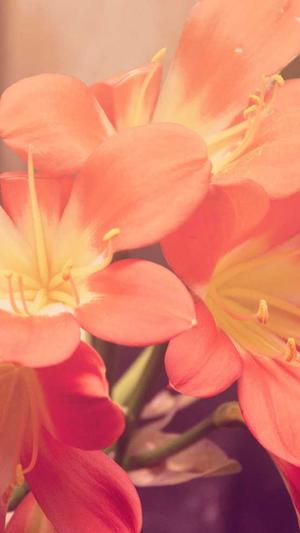 古力娜扎黑料截图1