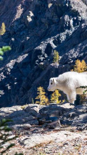 今日吃瓜51cg热门大瓜首页截图3